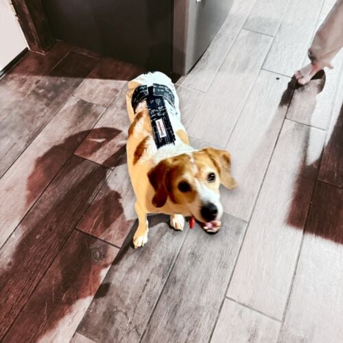 beagle dog diaper