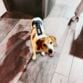 beagle dog diaper