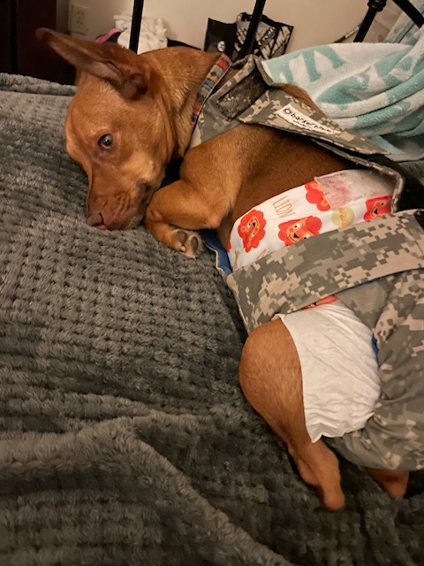 dog diaper