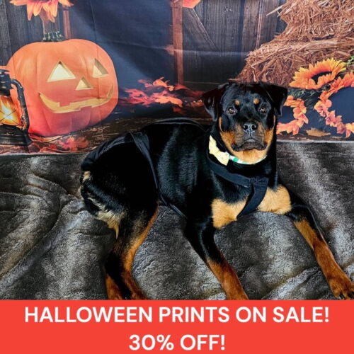 halloween dog diapers sale