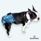 boston terrier dog diaper