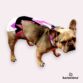 frenchie french bulldog dog diaper