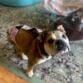 english bulldog dog diaper