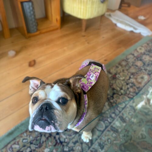 english bulldog dog diaper