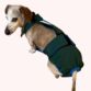 dachshund dog diaper overall