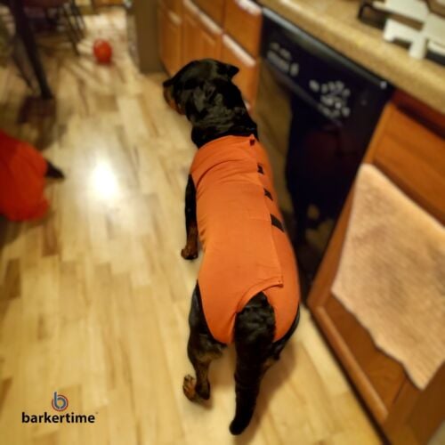 Mila - Wilson 1-Photoroom rottweiler peejama recovery suit dog diaper
