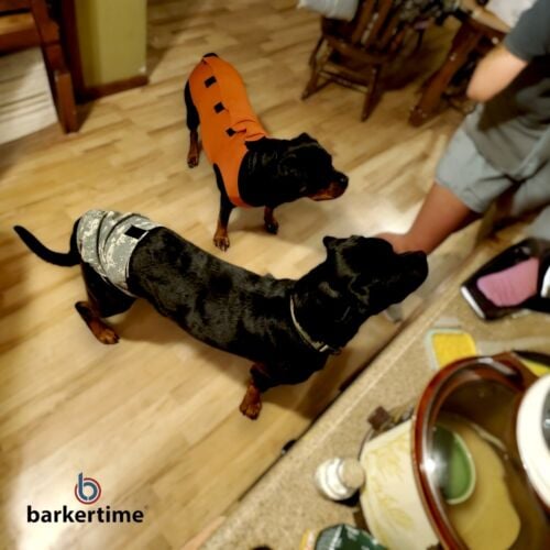 Mila - Wilson 2-Photoroom rottweiler peejama recovery suit dog diaper