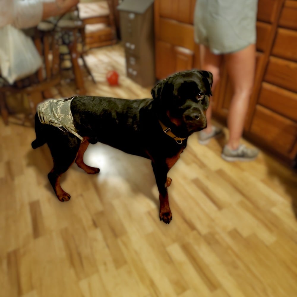 rottweiler peejama recovery suit dog diaper