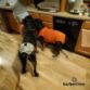 rottweiler peejama recovery suit dog diaper