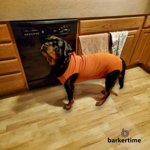 rottweiler peejama recovery suit dog diaper