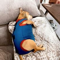 dog recovery suit after surgery peejama