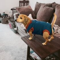 dog recovery suit after surgery peejama