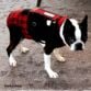 boston terrier dog diaper