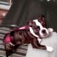 boxer dog diaper