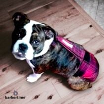 boxer dog diaper