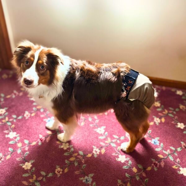 australian shepherd dog diaper