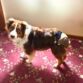 australian shepherd dog diaper