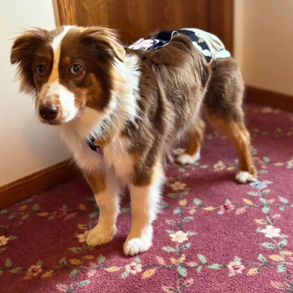australian shepherd dog diaper