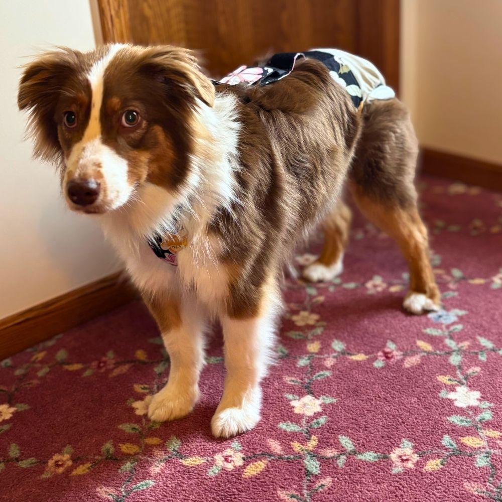 australian shepherd dog diaper