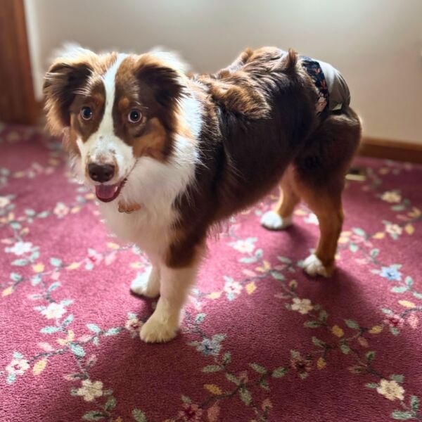 australian shepherd dog diaper