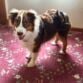 australian shepherd dog diaper