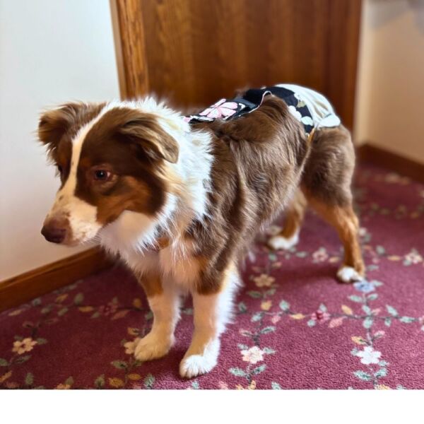 australian shepherd dog diaper