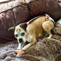 boxer dog diaper