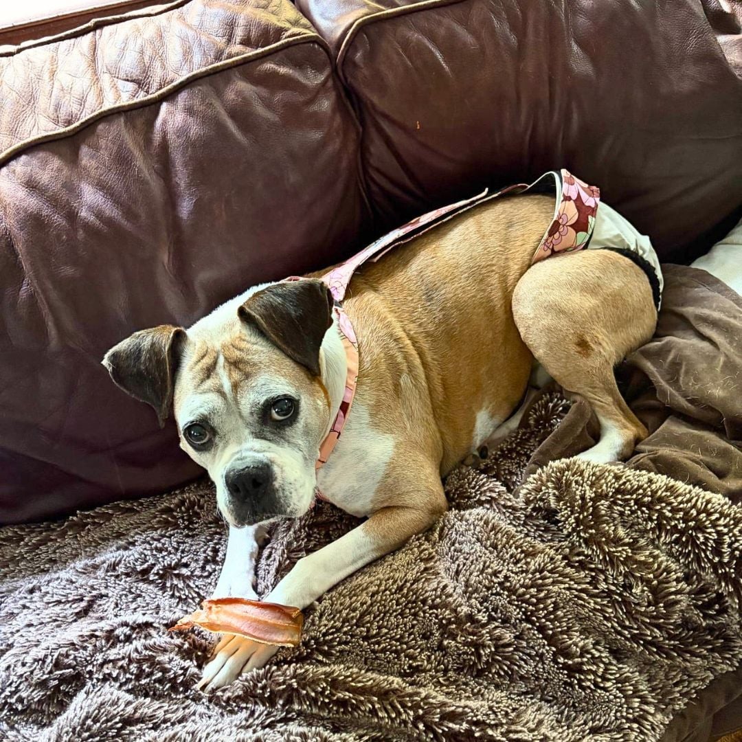 boxer dog diaper