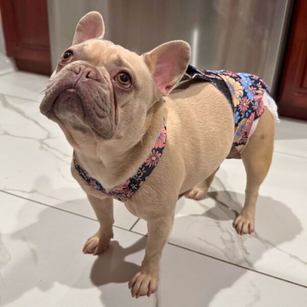 french bulldog dog diaper