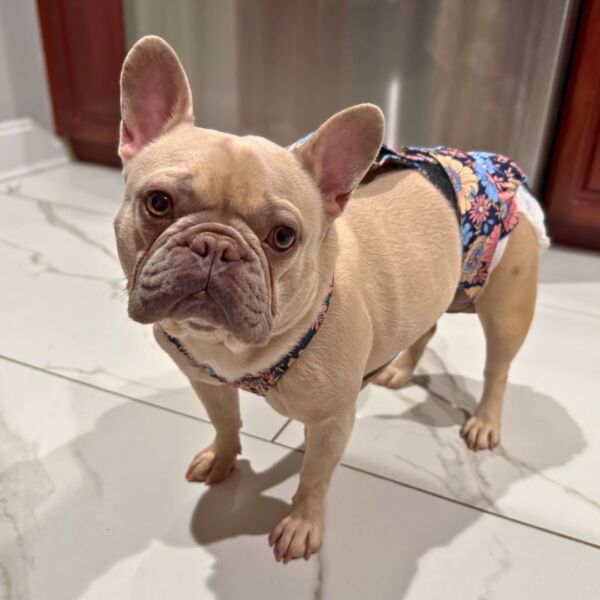 french bulldog dog diaper