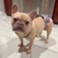 french bulldog dog diaper
