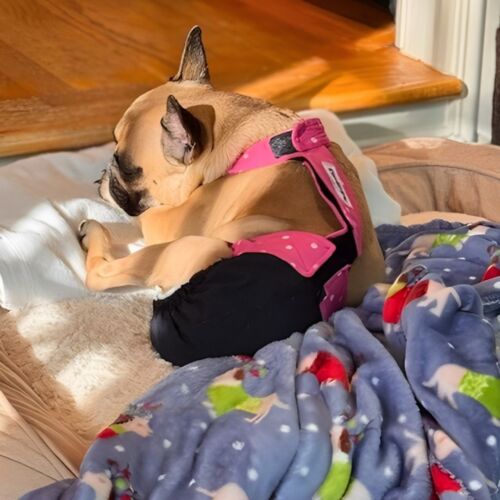 penny - saxton-lopez 2 fb penny - saxton-lopez 2 fb