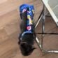 french bulldog dog diaper