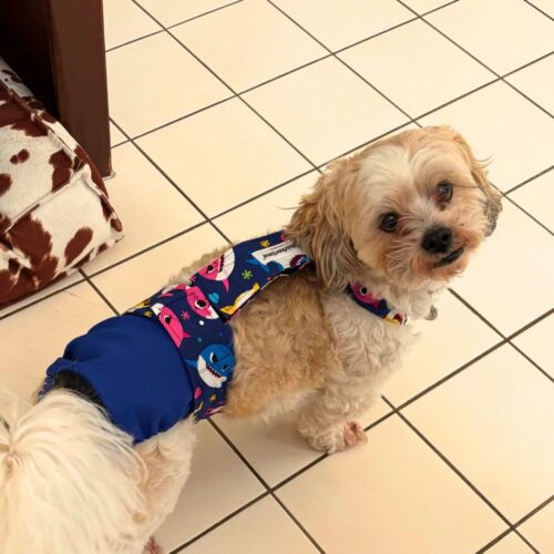 shihtzu dog diaper