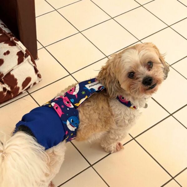shihtzu dog diaper