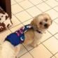 shihtzu dog diaper