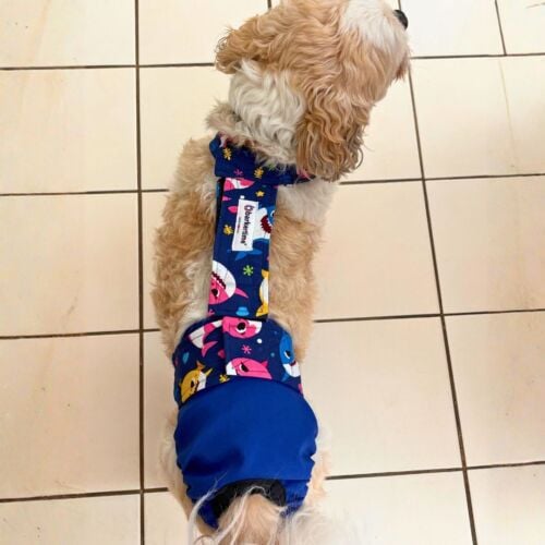 Finn - Holland 2 - fb shihtzu dog diaper