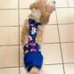 shihtzu dog diaper