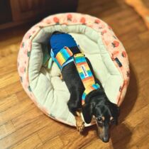 dachshund dog diaper