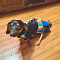 dachshund dog diaper