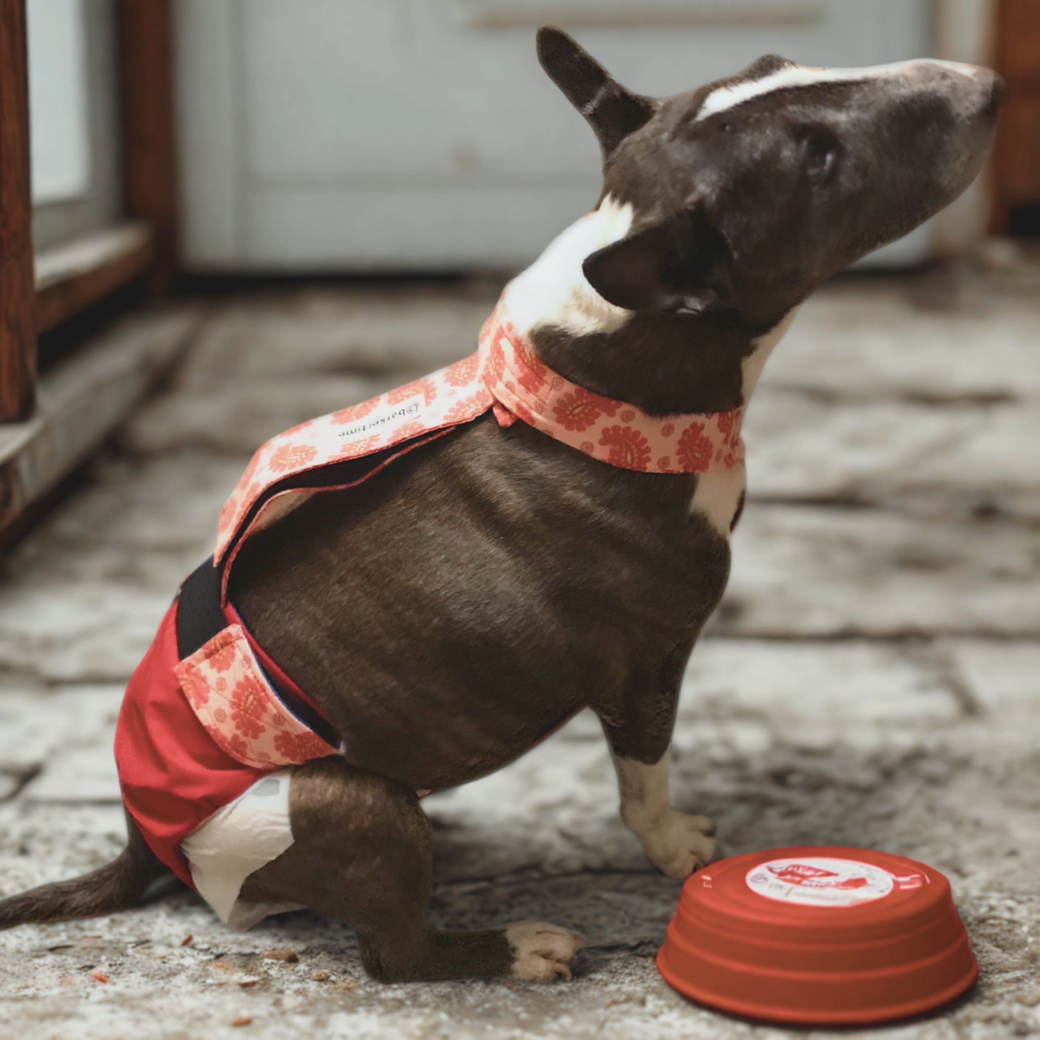 bull terrier dog diaper