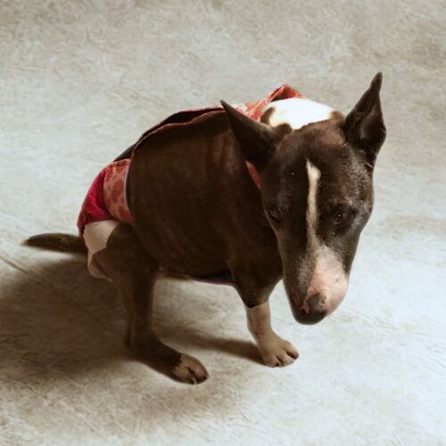 bull terrier dog diaper