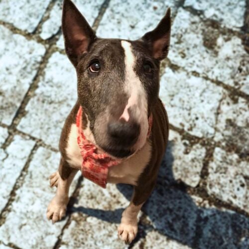 bull terrier dog diaper
