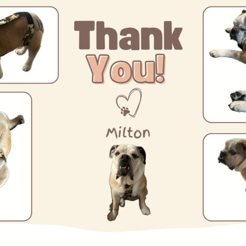 Milton - Wilhelm english bulldog dog diaper