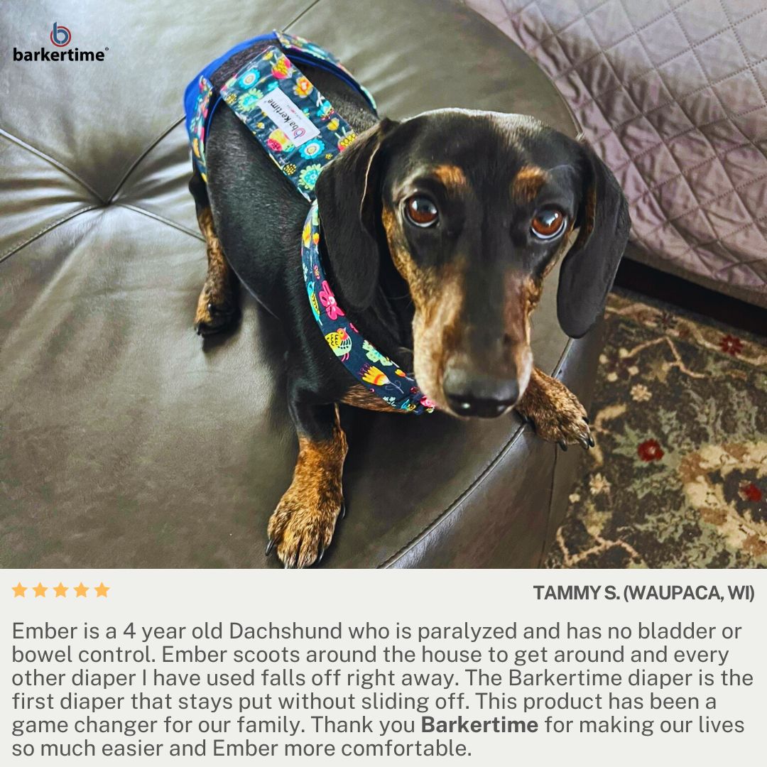 dachshund dog diaper