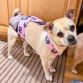 chihuahua mix dog diaper overall