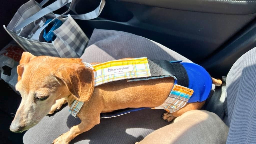 dachshund mix dog diaper