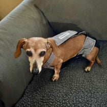 dachshund mix dog diaper