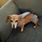 dachshund mix dog diaper