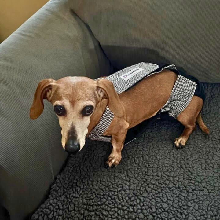 dachshund mix dog diaper